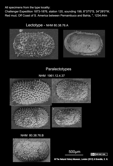 Cythere ericea Brady, 1880, Lectotype and Paralectotypes from the type locality