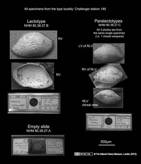 Bairdia attenuata Girty, 1910, Lectotype and Paralectotypes from the type locality Bairdia attenuata Girty, 1910, Lectotype and Paralectotypes from the type locality