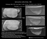 Bythocythere velifera  Brady, 1880