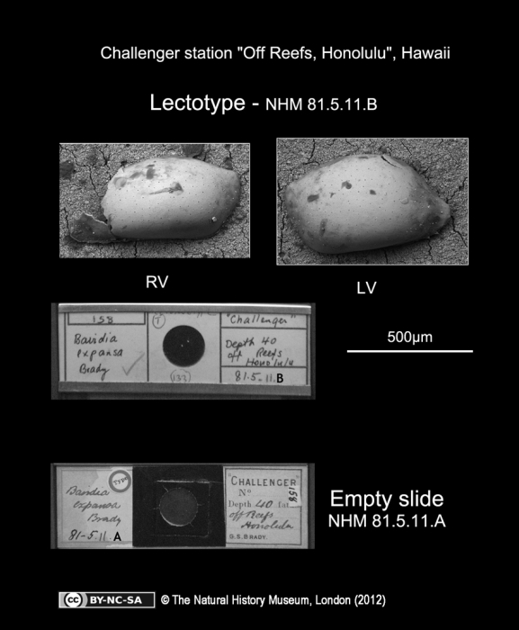 Bairdia expansa Brady, 1880, Lectotype