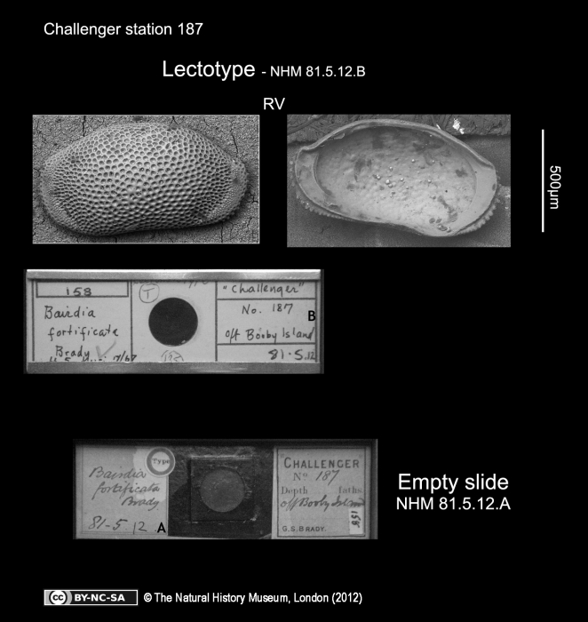 Bairdia fortificata Brady, 1880, Lectotype Bairdia fortificata Brady, 1880, Lectotype