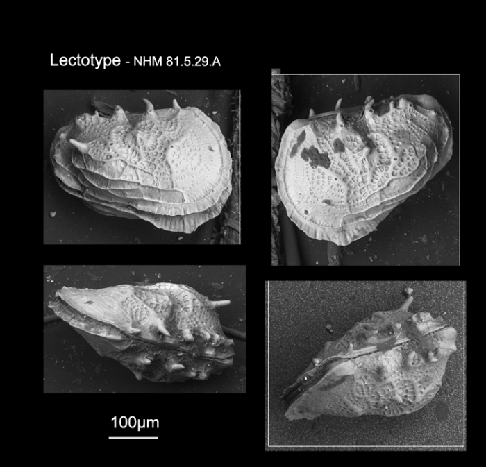 Cythere squalidentata Brady, 1880 - Lectotype Cythere squalidentata Brady, 1880 - Lectotype