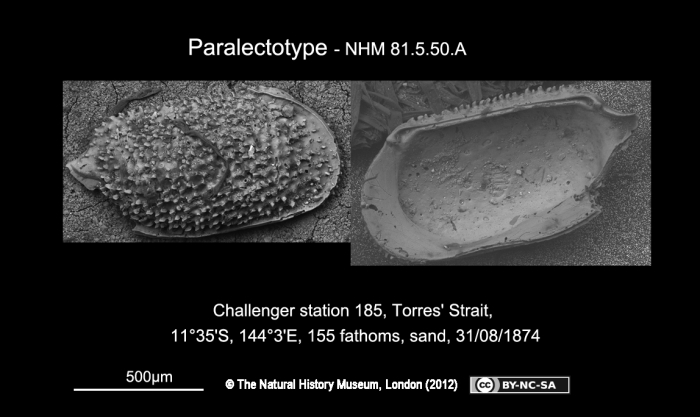 Bythocythere arenacea Brady, 1880 - Paralectotype Bythocythere arenacea Brady, 1880 - Paralectotype
