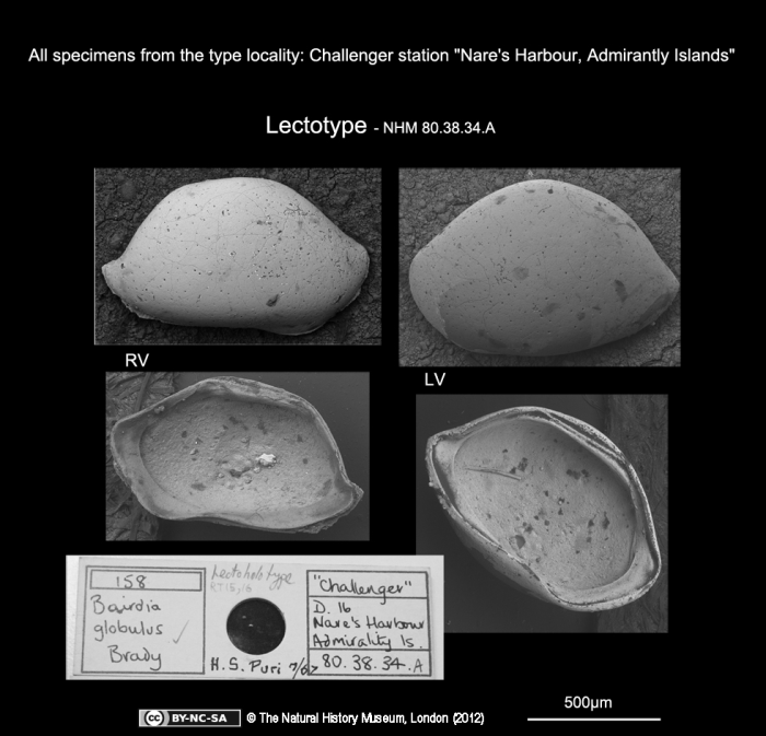 Bairdia globulus Brady, 1880, Lectotype from the type locality