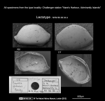 Bairdiidae