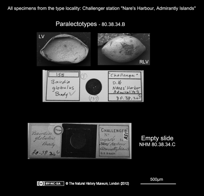 Bairdia globulus Brady, 1880, Paralectotypes from the type locality