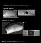 Bythocyprididae