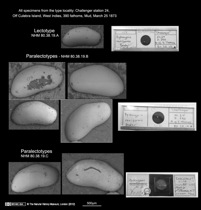 Bythocypris reniformis Brady, 1880 - Lectotype and Paralectotypes from the type locality Bythocypris reniformis Brady, 1880 - Lectotype and Paralectotypes from the type locality