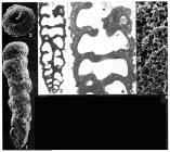 Gyrovalvulina columnatortilis (d'Orbigny in Guérin-Méneville, 1832)
