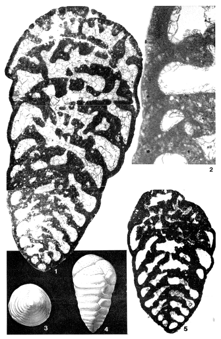 Chrysalidina gradata d'Orbigny, 1839