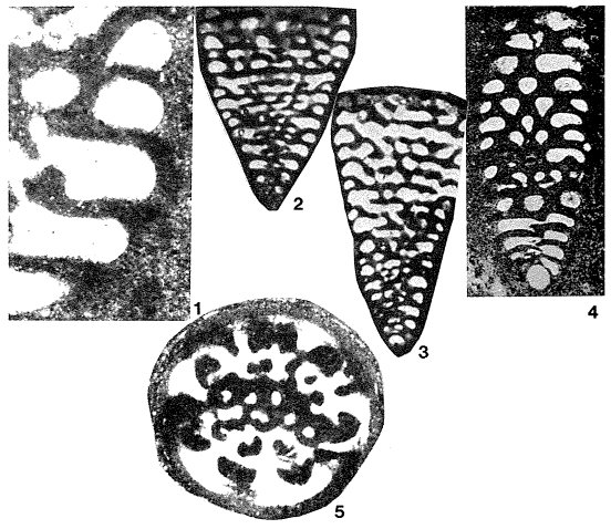 Urgonina (Parurgonina) caelinensis Cuvillier, Foury & Pignatti Morano, 1968 Urgonina (Parurgonina) caelinensis Cuvillier, Foury & Pignatti Morano, 1968