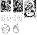 Chromista - Foraminifera (foraminifers)