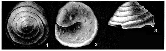 Conicospirillina trochoides (Berthelin, 1879)