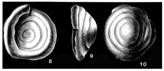 Turrispirillina conoidea (Paalzow, 1917)