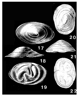 Patellinoides conica Heron-Allen & Earland, 1932