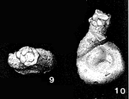 Rectocornuspira lituiformis Warthin, 1930