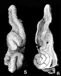 Calcitornella elongata Cushman & Waters, 1928