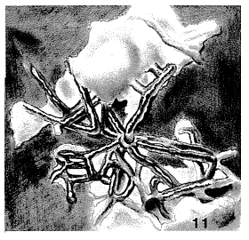 Carixia langi Macfadyen, 1941 Carixia langi Macfadyen, 1941