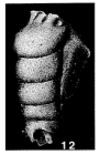Trepeilopsis grandis (Cushman & Waters, 1927)