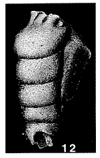 Trepeilopsis grandis (Cushman & Waters, 1927) Trepeilopsis grandis (Cushman & Waters, 1927)