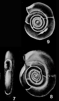 Trisegmentina compressa Wiesner, 1923 Trisegmentina compressa Wiesner, 1923