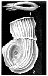 Nodobaculariella japonica Cushman & Hanzawa, 1937