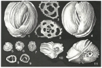 Cribrolinoides curta (Cushman, 1917)