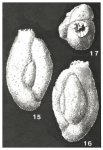 Dentostomina bermudiana Carman, 1933