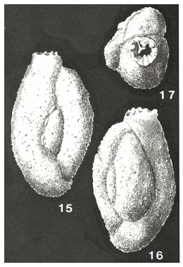 Dentostomina bermudiana Carman, 1933 Dentostomina bermudiana Carman, 1933