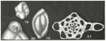 Schlumbergerina areniphora Munier-Chalmas, 1882