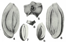 Quinqueloculina contorta d'Orbigny, 1846