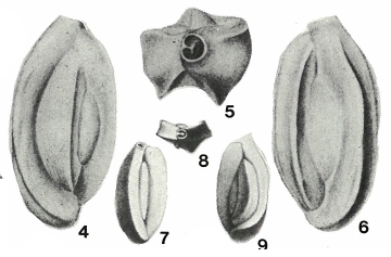 Quinqueloculina contorta d'Orbigny, 1846 Quinqueloculina contorta d'Orbigny, 1846