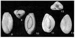Quinqueloculina seminulum (Linnaeus, 1758)