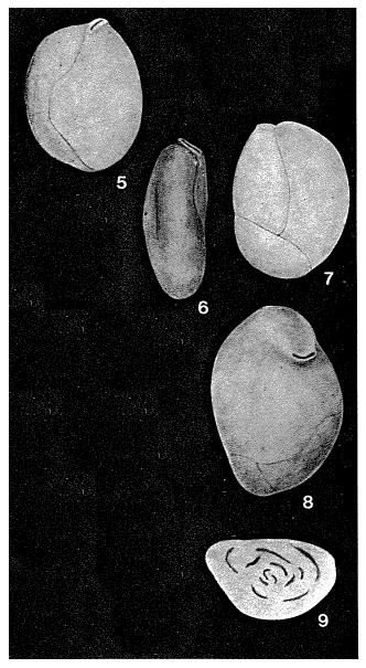 Triloculinopsis tenuidomus Popescu, 1975