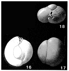 Triloculina subvalvularis Parr, 1950