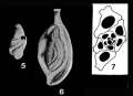 Chromista - Foraminifera (foraminifers)