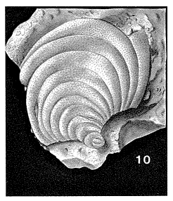 Pavoninoides panamensis Bermúdez, 1949