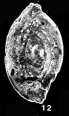 Neaguites byramensis (Cushman, 1922)