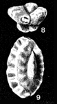 Pseudohauerina dissidens McCulloch, 1977