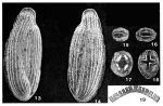 Rupertianella rupertiana (Brady, 1881)