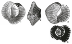 Pseudohauerina involuta (Cushman, 1946)