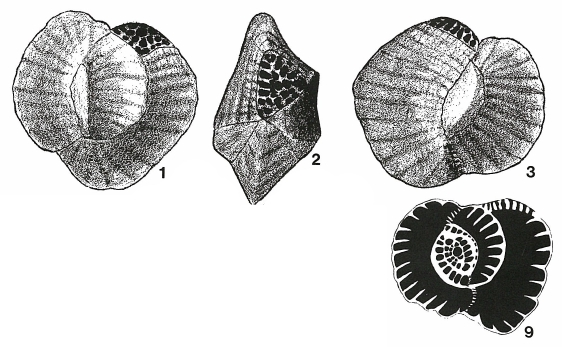 Pseudohauerina involuta (Cushman, 1946) Pseudohauerina involuta (Cushman, 1946)