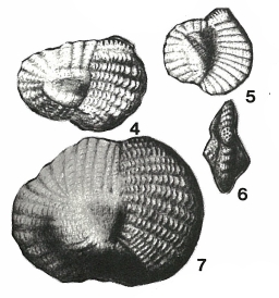 Hauerina occidentalis Cushman, 1946 Hauerina occidentalis Cushman, 1946