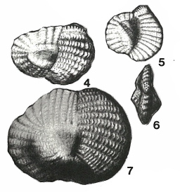 Hauerina occidentalis Cushman, 1946