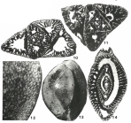 Austrotrillina howchini (Schlumberger, 1893)