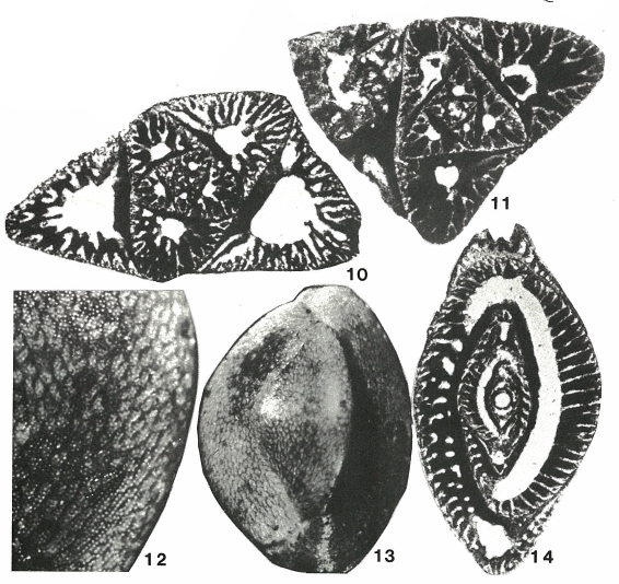 Austrotrillina howchini (Schlumberger, 1893) Austrotrillina howchini (Schlumberger, 1893)