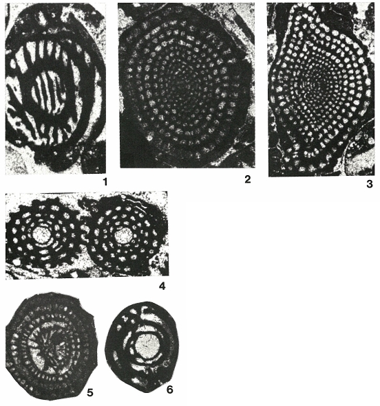 Pseudolacazina hottingeri Caus, 1979 Pseudolacazina hottingeri Caus, 1979