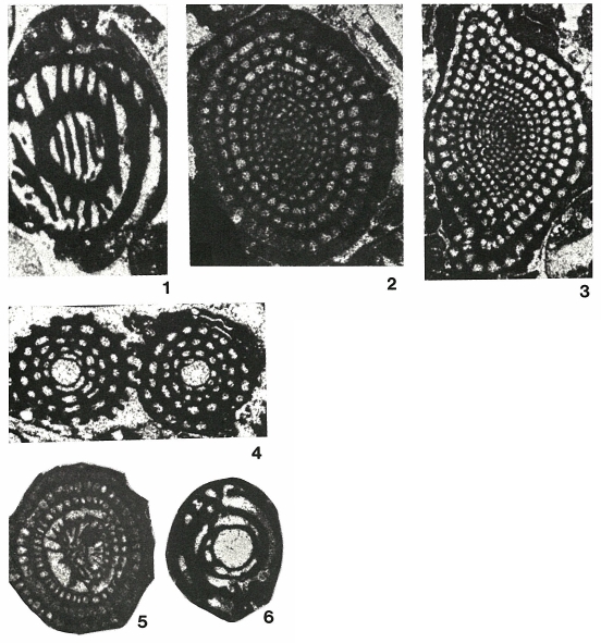 Pseudolacazina hottingeri Caus, 1979