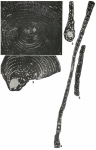 Cyclopseudedomia smouti Fleury, 1974