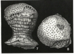 Craterites rectus Heron-Allen & Earland, 1924